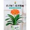 Orquídea Mariposa Monje Clivia Auténtica en Maceta Redonda con Capullos en la Sala de Estar y la Oficina Plántulas de Orquídea Florecen en Todas las Estaciones