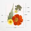 Gerbera Flor Seca Estampada Espécimen de Planta Natural Adhesivo Hecho a Mano para Niños Florería Hecho a Mano Salón