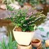 Peonía, Clorofito, Rábano Verde, Hiedra, Planta de Flor en Maceta con Borde Dorado en Forma de Corazón, Clorofito, Plantas de Flor de Maceta para Balcón Interior, Envío Gratis