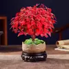 Planta en maceta Aralia del Sur Hoja de Fuego, adecuada para estudios, balcones, salas de estar, plantas verdes pequeñas, bonsái de escritorio, fácil de cultivar y cuidar, pieza decorativa creativa