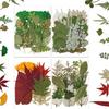 Pacote de Material Folha Verde Combinação Espécime de Planta Folha Real Adesivo DIY Artesanal Infantil Moldura de Foto Embossada Marcador de Página 21 Peças