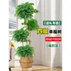Árbol Feliz Sala de Estar en Maceta Planta Verde Grande y Vieja Oficina Árbol Seguro Planta Absorbente de Formaldehído Fácil de Mantener en Todas las Estaciones