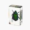 Resina de Venta Caliente Transfronteriza Muestras de Insectos Reales Araña Escorpión Saltamontes Regalo de Recompensa para Estudiantes de Primaria Regalo Artesanal