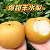 Especialidade de Shandong Pera LaiyangNanshui Fruta Fresca Crocante Doce Pera Açucarada Caixa Inteira Pêras Amarelas Redondas Suculentas Ricas em Água