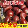 Castanhas de Dandong recém-colhidas 5 libras sementes de castanha oleosa Luotianfei Qianxi castanhas cones de castanha sem tufos de pelo 1