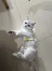 Roupa de Esterilização de Animais de Estimação Transfronteiriça, Roupa com Bandagem Anti-Lambida para Recuperação de Gatos após Cirurgia de Esterilização, Roupa Respirável para Desmame de Gatas, Fábrica