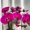 Plántulas de Orquídea Phalaenopsis con Capullos Macetas para Sala de Estar Plantas de Interior Florales Son Fáciles de Alimentar Orquídeas Dendrobium y Plantas Verdes en Todas las Estaciones