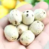Semente de Bodhi de Seis Vias e Cinco Olhos Sementes Originais Fruta de Cinco Olhos Jujuba Selvagem do Sul Acessórios de Contas para Pulseira DIY Fábrica de Contas