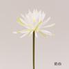 Rama Única de Epiphyllum con 8 Colores para Decoración de Pasillo de Boda, Arreglo Floral, Accesorios para Fotografía de Disfraces, Vegetación Esencial y Arreglo Floral, Alta Simulación