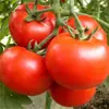 Plántulas de Chiles para Cuatro Estaciones, Chile Cielo Extra Picante, Pimientos de Colores, Pimientos Ligeramente Picantes de Piel Fina, Plántulas de Tomate de Alto Rendimiento, Plántulas de Verduras en Maceta