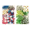 Flores Secas, Kit de Materiais para Prensagem de Flores Reais, Espécimes de Folhas Transfronteiriços, Espécimes de Plantas de Flores Prensadas DIY, Pétalas de Flores Secas para Resina para Artesanato