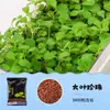 Acuario Semillas de Plantas Acuáticas Plantas Acuáticas Purificación Activa del Agua Decoración de Acuario Purificación Calidad del Agua Paquete de Semillas de Plantas Acuáticas