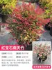 Planta Resistente al Invierno Combinación de Macizos de Flores Plantas en Maceta, Resistente al Frío y Fácil de Mantener, Flores para Paisajismo de Balcones y Jardines, Plantas Verdes Perennes para Todas las Estaciones