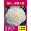 Camelia Xiangfei en maceta con brotes, flor roja de cinco colores, fácil de cultivar en interiores, florece en cualquier estación.