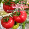Tomates Frescos Grandes con Pulpa Arenosa, Fruta Madura Naturalmente, Polvo de Caqui, Paquete de 1/2.5 kg, Provincia de Shandong, Tomates para Comer Crudos
