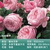 Dropshipping [] Mudas de Rosa Quatro Estações Rosa Trepadeira Flores Grandes Fragrantes Jardim Plantas Trepadeiras Flores Rosas