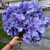 Comércio Exterior Nova Hortênsia Roxa Hortênsia Cabeça Única Azul Neve Roxo Casamento Decoração Suave Flores Artificiais Flores Falsas Atacado