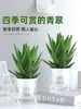 Planta de Aloe Vera en Maceta Interior Además de Formaldehído Purifica el Aire Flores Plantas Verdes Oficina Cactus Plantas Suculentas Buenas para las Cuatro Estaciones