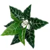 Planta simulada de fábrica 9 ramos lírio-calla coração branco folha de taro material para parede de plantas decoração de parede ornamentos adesivos