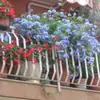 Plántulas de Flores en Maceta Copo de Nieve Azul Florecen en Todas las Estaciones, Plantas Trepadoras Ornamentales para Jardín de Balcón, Resistentes al Calor y Fáciles de Cuidar, Copos de Nieve Blancos