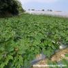 Semillas de Melón Verde West Lake de Maduración Temprana, Semillas de Pepino Pequeño de Maduración Temprana, Semillas de Verdura de Calabaza de Vid Corta Sin Zarcillos para Siembra en Campo