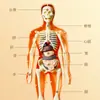 Ventas Directas de Fábrica Modelo del Cuerpo Humano Juguetes para Niños Ciencia Cognitiva Stem Rompecabezas Educativo Ensamblaje de Órganos Estructura Ósea del Esqueleto