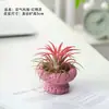 Plantas aéreas, sem terra, para purificar o ar interior, perfeitas para pessoas preguiçosas, plantas de escritório, verdura de mesa interna e arranjos florais decorativos