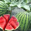 Semillas de Sandía Qilin, Sandía Perezosa de Azúcar de Hielo Extra Grande, Rey Dulce Gigante, Semillas de Verduras y Frutas Pequeñas del Sur de Cuatro Estaciones