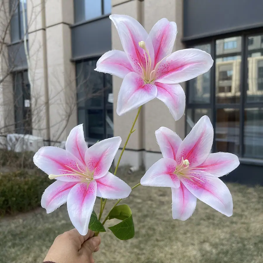 3头莫奈大百合花-wxrmzx-白边粉.JPG