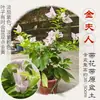 Buganvilla con Macetas, Enredadera de Cerezo Verde Plántulas Grandes, Plantas de Jardín Cerezo Rojo Angus, Tallos Viejos de Flor Doble, Florece Todo el Año