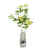 Plántulas de Osmanthus Hidropónico en Maceta, Plantas Cultivadas en Agua, Flores Frescas Cortadas de Osmanthus de Cuatro Estaciones, Plantas Verdes de Interior Fáciles de Cultivar, Florales, Cabello de Osmanthus