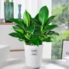 Planta em Vaso de Diamante de Platina, Cesta de Rabanetes Verdes, Planta Verde Hidropônica, Árvore da Fortuna, Flor, Suculenta, Remover Formaldeído do Escritório