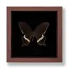 Borboleta de Asa Vermelha Ornamento de Borboleta Real Pintura Decorativa Espécime de Borboleta Presente de Aniversário Moldura de Presente Suporte de Exibição Sensação de Alto Padrão