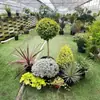 Arreglos de Plantas Grandes para Paisajismo, Decoraciones Florales de Jardín, Conjuntos de Paisajismo para Esquinas de Hoteles y Restaurantes, Manojos de Cañaveral Real