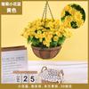 Plantas Colgantes Artificiales Colgantes de Pared Lirio Cesta Pequeña de Flores Flores Falsas Margarita Pequeña Flor de Gloria de la Mañana Rama Decoración del Hogar