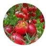 Semillas de Tomate Pequeño Semillas de Tomate Rojo Cereza Fruta en Maceta Semillas de Verdura Cuatro Estaciones
