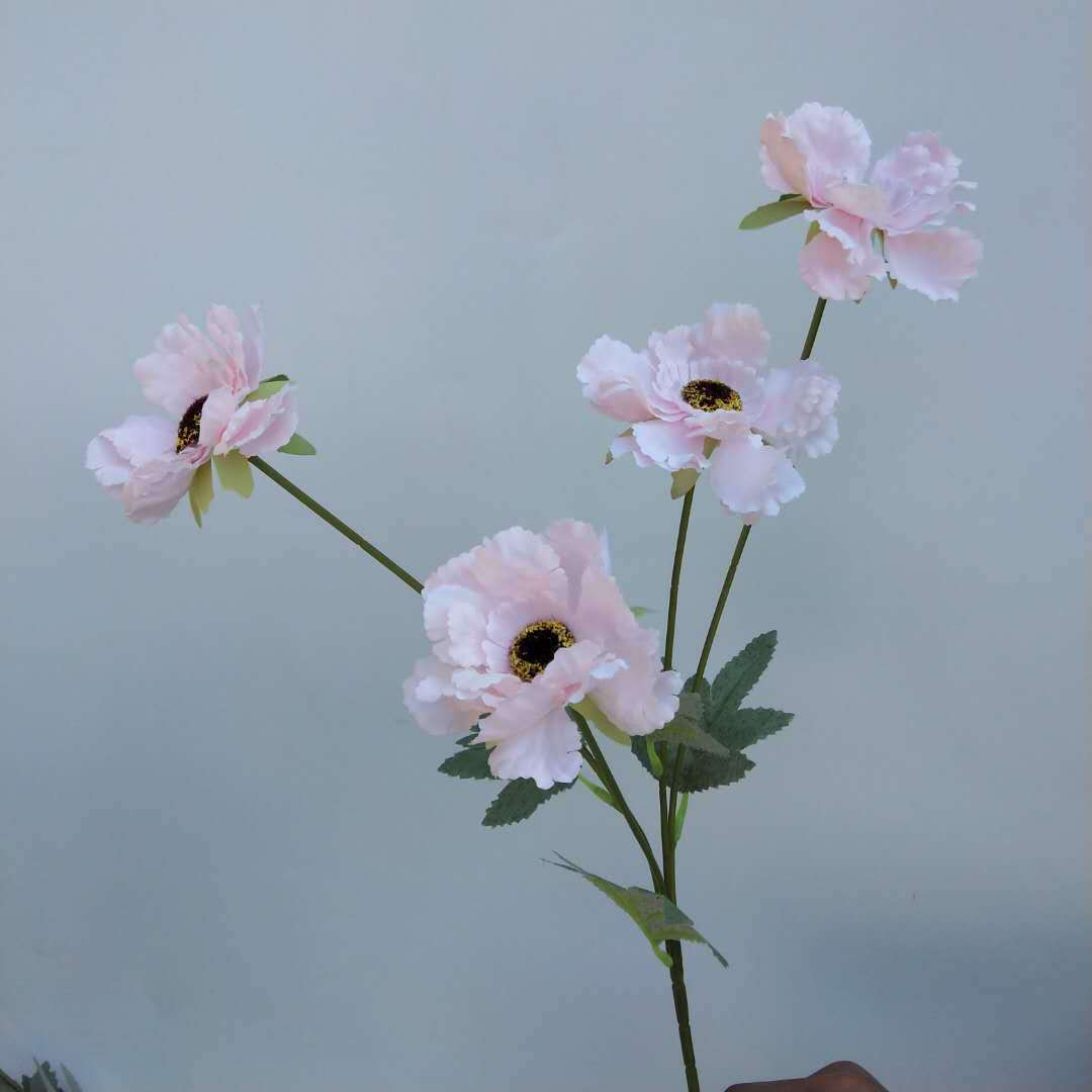 四头太阳菊花粉色