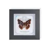 Marco de Vidrio Moderno Sencillo para Espécimenes de Mariposa Sala de Estar Regalo Pintura Decorativa Marco de Espécimen