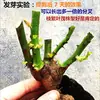 Planta en Maceta de Flor de Rosa con Raíces Viejas, Florece Todo el Año en Interiores, Flores Grandes con Aroma Fuerte, Adecuada para Ver en Balcón, Planta Verde para Entrega