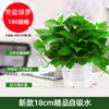 180 Rabanete Verde Rabanete Verde Hidropônico Interno Absorvedor de Formaldeído Planta Verde Planta Hidropônica Trepadeira Longa Orquídea Aranha Rabanete Verde Planta em Vaso Atacado