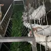Comedero para Ovejas, Comedero Doble Uso Seco y Húmedo para Ovejas, Comedero Doble Cara para Ovejas, Comederos para Ovejas al por Mayor, Comederos para Alimentación de Ovejas, Comederos