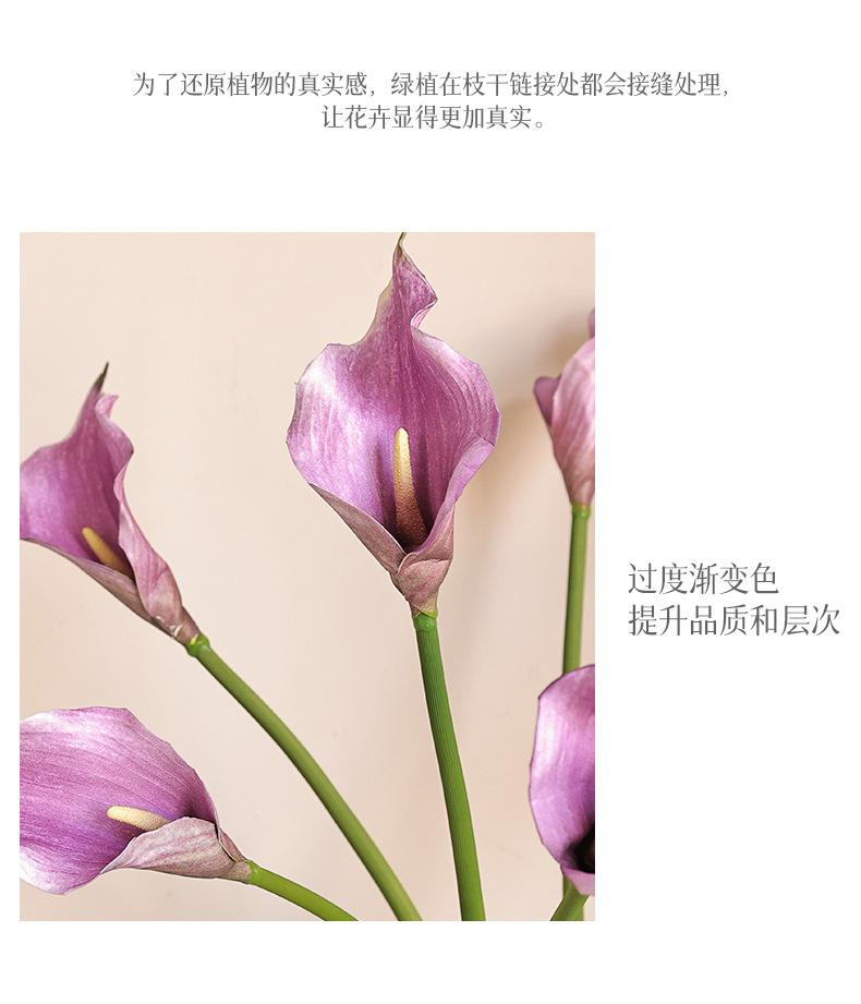 初妆大马蹄莲_07.jpg