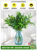 Venta al por mayor de Plantas Hidropónicas de Bambú y Ciprés, Repelente de Mosquitos de Verano, Plantas Verdes y Florales de Interior Cultivadas en Agua, Plantas Pequeñas en Maceta Fáciles de Cultivar en Todas las Estaciones