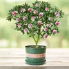 Orquídea Phalaenopsis, Planta Ornamental de Interior, Planta Resistente ao Frio, Planta Florífera, Tronco Velho com Botões, Mudas de Flores Grandes e Pequenas, Planta em Vaso, Bonsai de Fragrância Forte