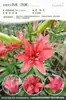 Bulbos de Lírio de Outono de Floração Dupla, Mudas de Flores de Floração Simples, Lírios Perfumados Comprados Diretamente da Holanda, Canhão de Ferro, Plantas de Vaso para Iniciantes do Pátio Karie