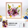 Marco de Fotos Acrílico de Doble Capa Marco Vacío Material DIY para Flores Secas Estampado Especimen de Planta Marco de Fotos de Vidrio Transparente Marco Decorativo