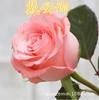 Balcón de Jugo Flor de Rosa Mediana Grande Plántula Flor en Maceta Planta Floración Cuatro Estaciones Planta Verde Plántula de Rosa Venta al por Mayor