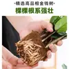 Plantas de Interior, Plantas en Maceta de Árbol del Dinero Grande, Sala de Estar, Fáciles de Cultivar, Plantas Verdes, Bonsái de Cadena de Dinero, Árbol del Dinero Pequeño