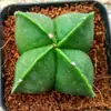 Combinación de Cactus Cactus sin Espinas Flor Suculenta Planta de Flor de Interior Planta en Maceta Pequeña Bolsillo de Estrella Fina Planta Rara