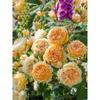 Plantones de Rosas Dropshipping, Rosas Trepadoras, Árboles de Flores Extra Grandes, Enredaderas Trepadoras de Patio, Florales de Balcón, Rosas en Maceta